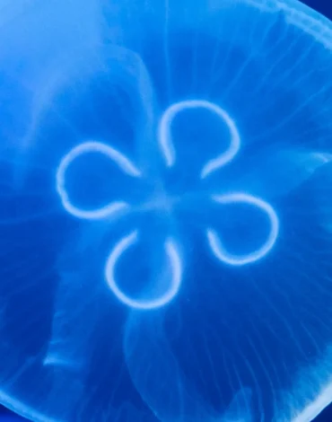 Ağır metal toksinleri