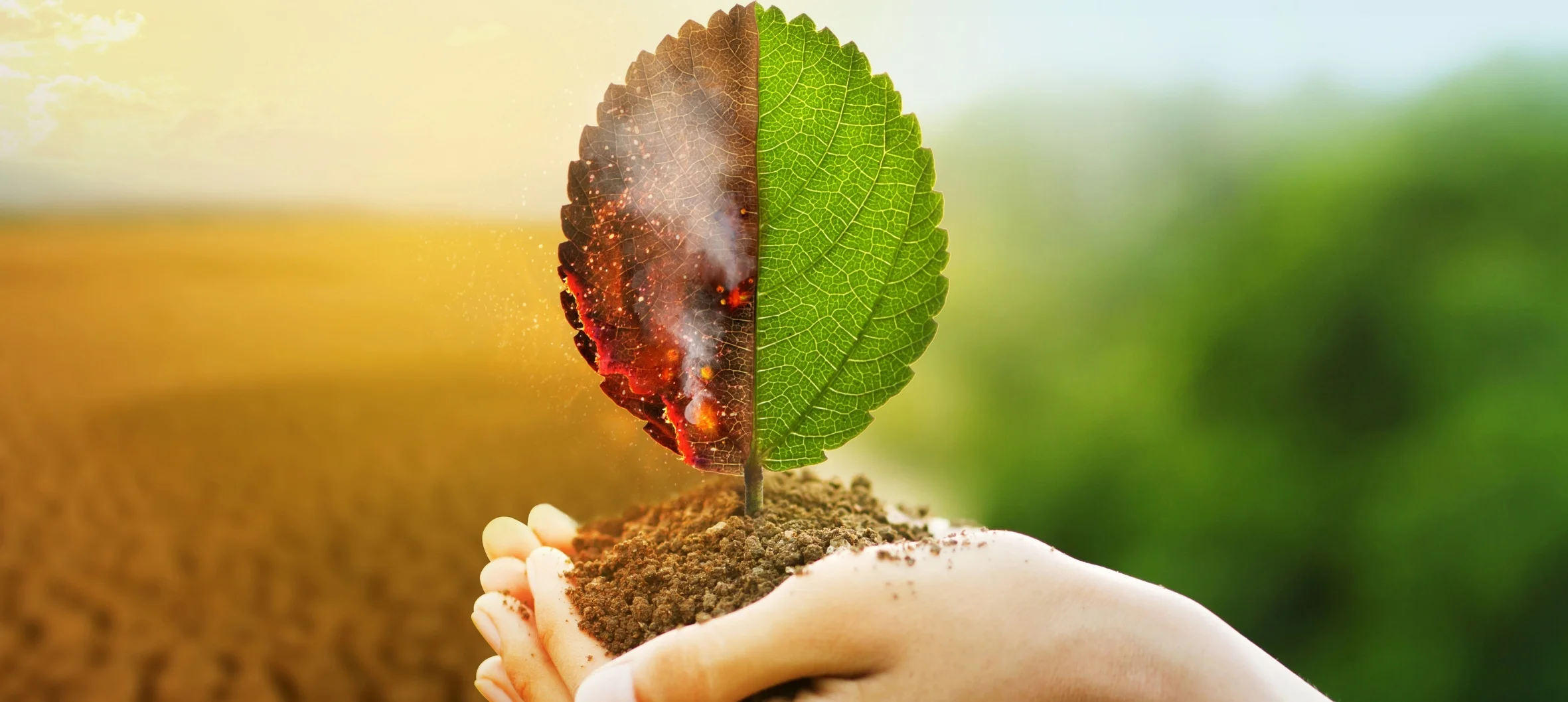 Çevresel toksinlerle başa çıkma yolları