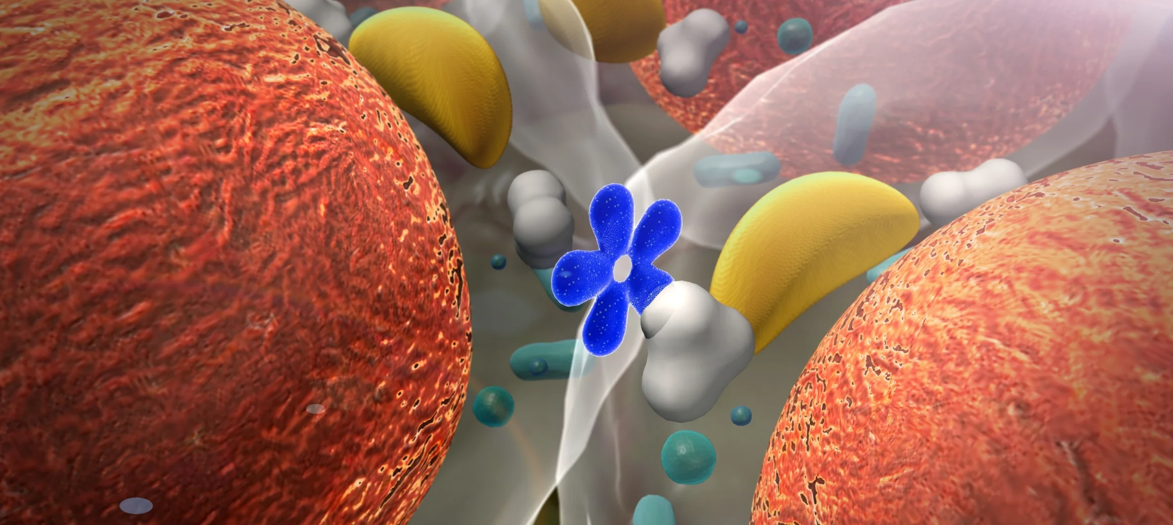 Kadın/erkek hormon dengesi